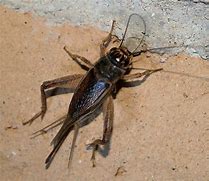 Image result for Cute Cricket Gryllus