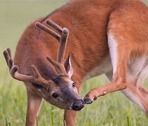 Image result for Whitetail Deer Disease