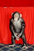 Image result for Funny Monkeys