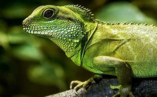 Image result for Chinese Water Dragon Pet