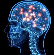 Image result for Human Brain Look Like
