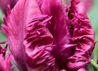 Image result for Tulipa Parrot Prince