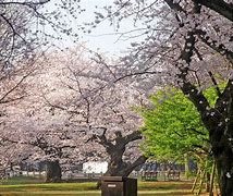 Image result for Yoyogi Park