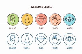 Image result for 5 Senses of Human