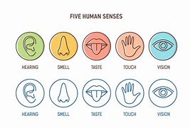 Image result for 5 Human Senses