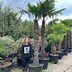 Image result for Winter Hardy Palm Trees