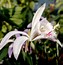 Image result for Pleione Glacier Peak