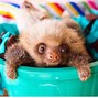 Image result for Little Baby Sloths