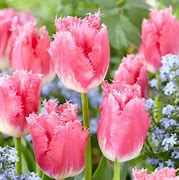 Image result for Tulipa Fancy Frills