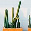 Image result for Cacti Houseplants