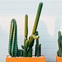 Image result for All Cactus Plants