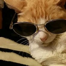 Image result for Black and White Cat with Sunglasses Meme