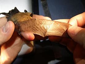 Image result for Bat Trapping