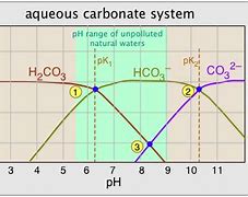 Image result for Carbonate Ph