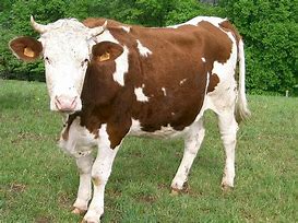 Image result for Dairy Cow Breeds