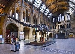 Image result for Dippy Natural History Museum