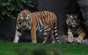 Image result for Detroit Zoo Animals