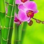 Image result for Beautiful Orchid Flowers