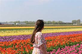 Image result for Tulips Holland Netherlands