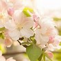 Image result for Chinese Flower Apple