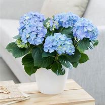 Image result for Hydrangea macrophylla Light-O-Day