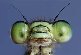 Image result for co_to_znaczy_zygoptera
