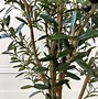Image result for Small Olive Tree