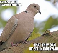 Image result for Dove Meme
