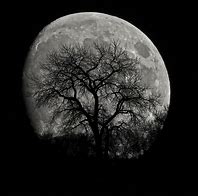 Image result for Moon Silhouette Photography