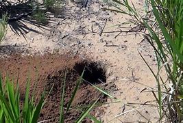 Image result for Armadillo Holes