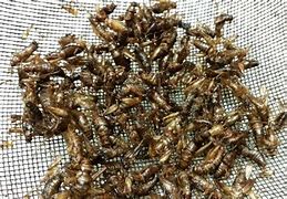 Image result for Good Morning America Eating Crickets