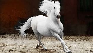Image result for White Andalusian