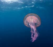 Image result for Biggest Underwater Creature
