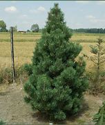 Image result for Columnar Mugo Pine