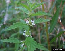 Image result for Lycopus Europaeus