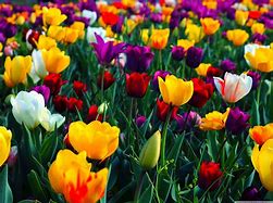 Image result for Colourful Flowers