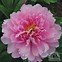 Image result for Paeonia Murillo (Lactif-S-Group)