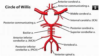 Image result for Circle of Willis and Pineal Gland