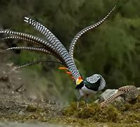 Image result for chrysolophus_amherstiae