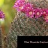 Image result for Old Lady Cactus How to Get Flowers