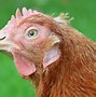 Image result for Common Chicken Diseases