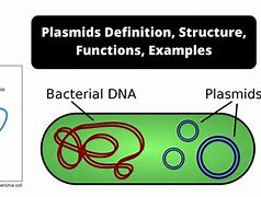 Image result for What Is Plasmid