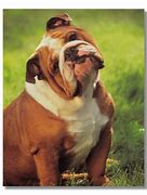 Image result for Biggest Bulldog in the World