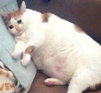 Image result for Sad Silly Cat