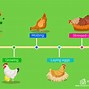 Image result for Chicken Meal Worms
