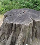Image result for Tree Stump