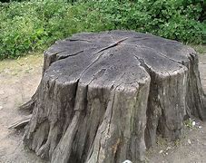 Image result for Large Stump Grinder