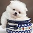 Image result for Fluffy Teacup Pomeranian