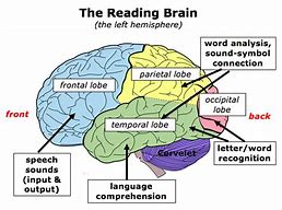 Image result for Reading Brain