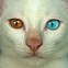 Image result for Cool Cat Eyes